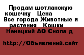 Продам шотланскую кошечку › Цена ­ 10 000 - Все города Животные и растения » Кошки   . Ненецкий АО,Снопа д.